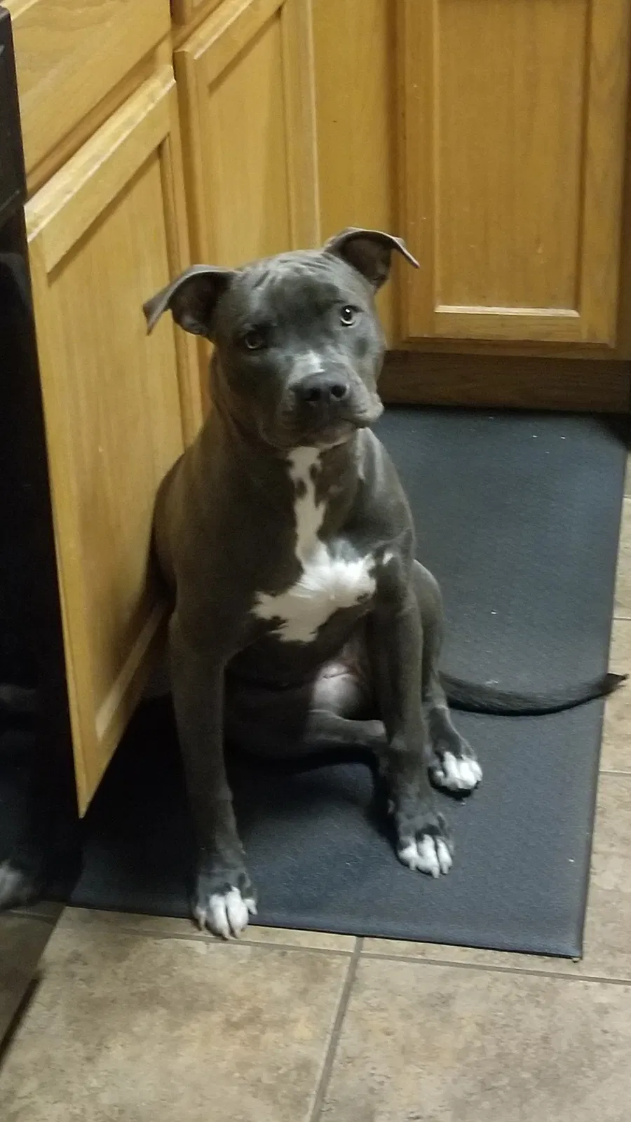 Lost dog in Albuquerque, NM, 87123