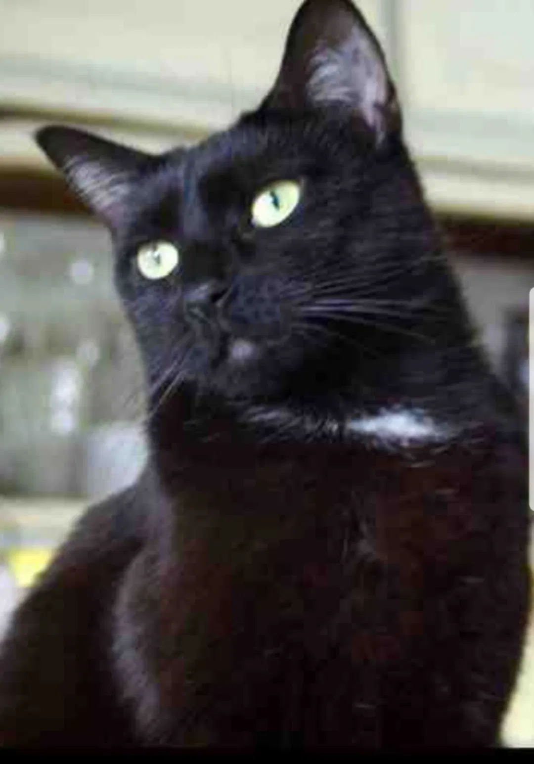Lost cat in Knoxville, TN, 37922