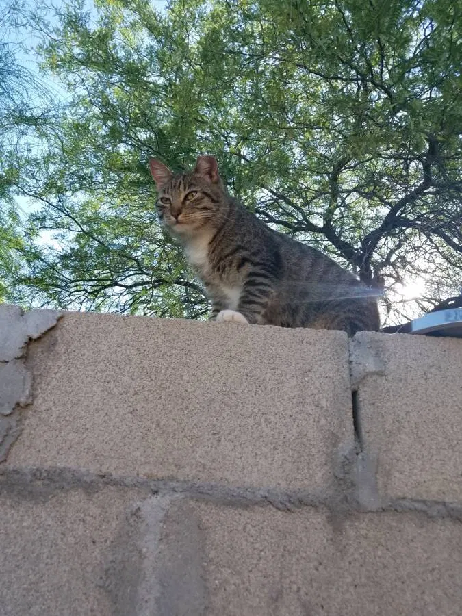 Lost cat in Tucson, AZ, 85712