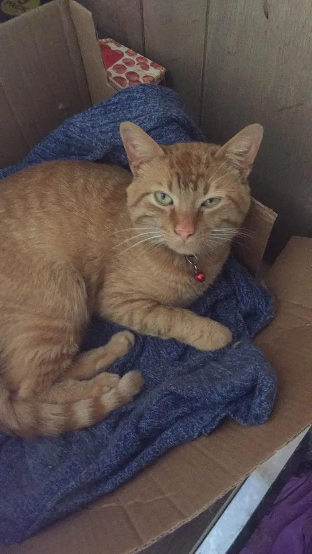 Lost cat in Jamestown, NY, 14701
