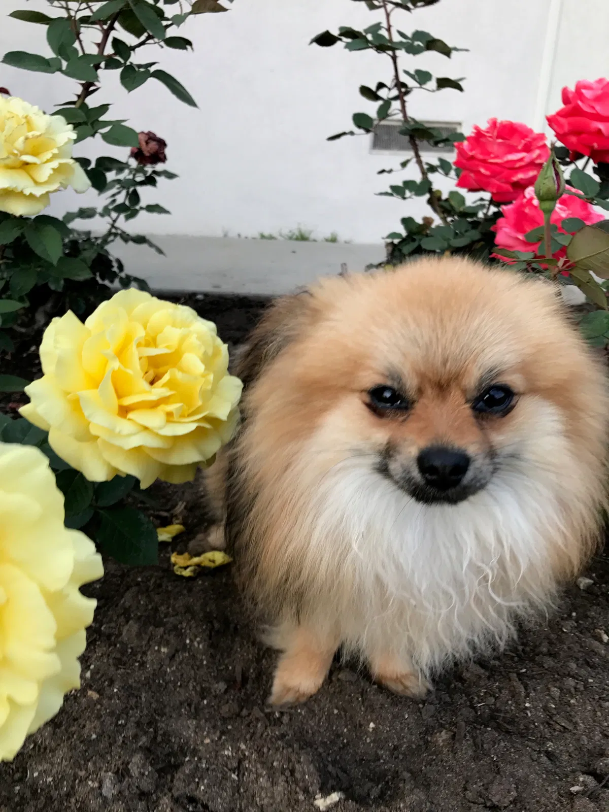 Lost dog in Harbor City, CA, 90710