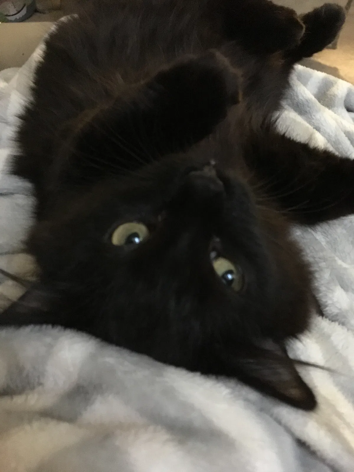 Lost cat in Colorado Springs, CO, 80902