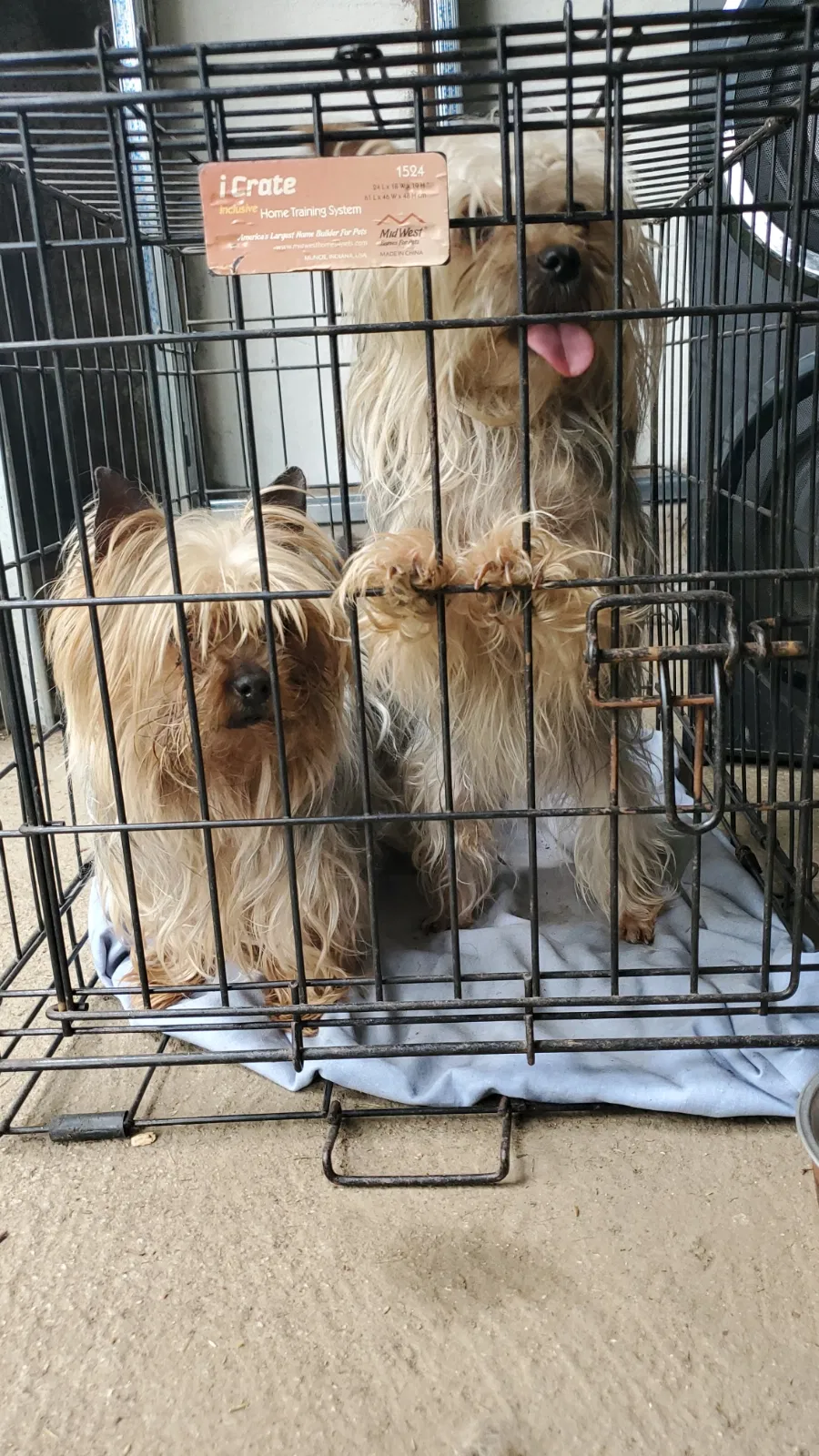 Lost dog in Hempstead, NY, 11550
