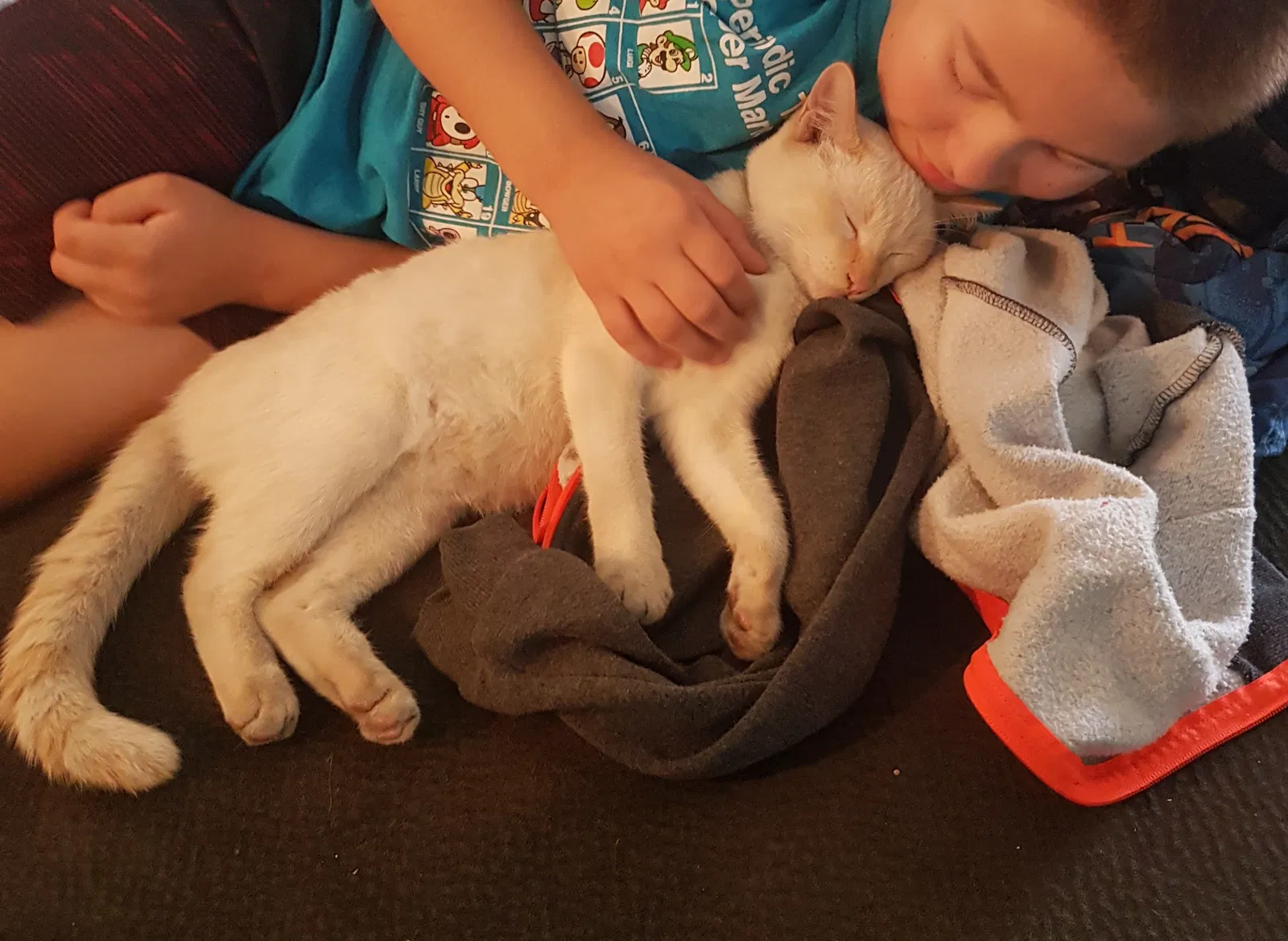 Lost cat in Huntington Beach, CA, 92647