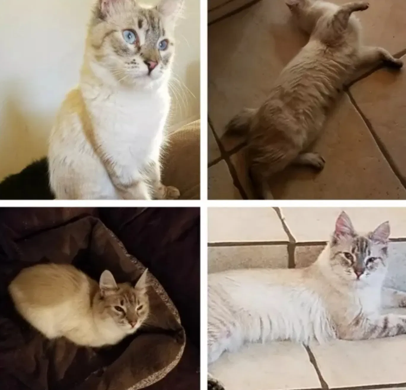 Lost cat in Tucson, AZ, 85712