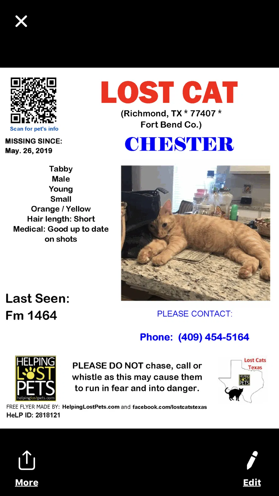 Lost cat in Richmond, TX, 77407