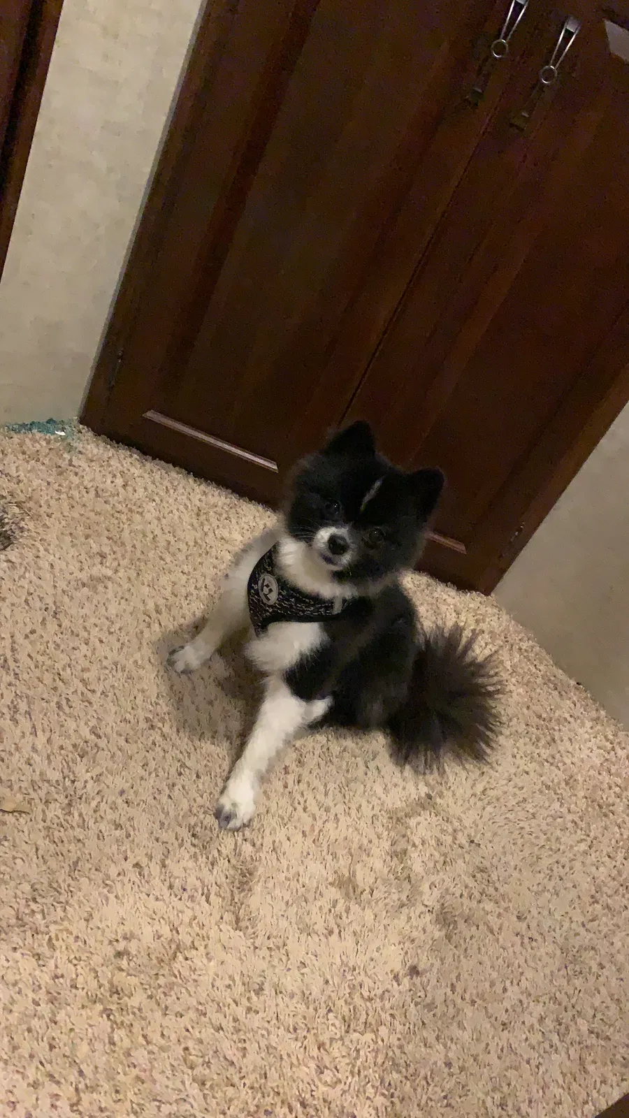 Lost dog in Monahans, TX, 79756