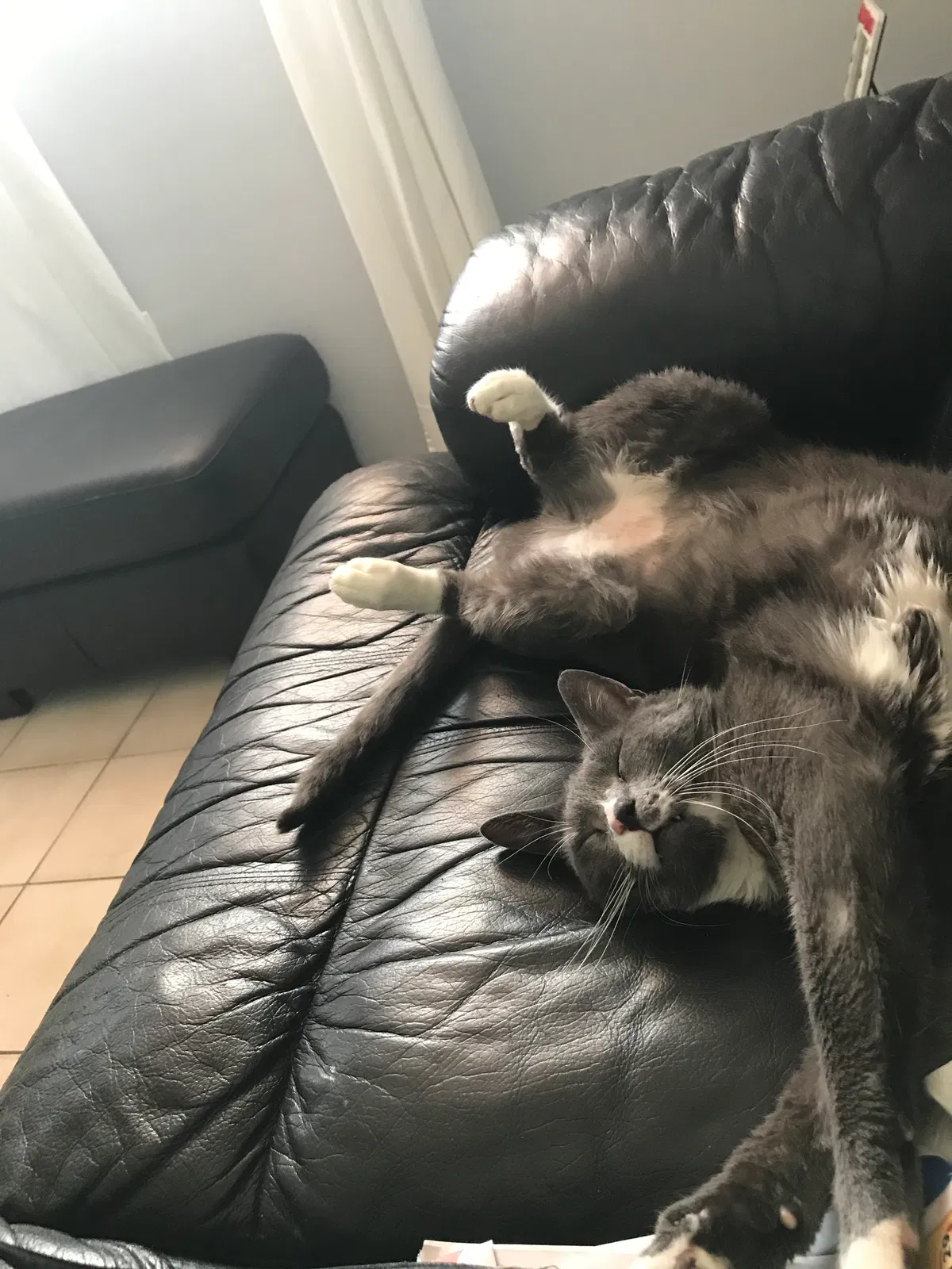 Lost cat in Hollywood, FL, 33024