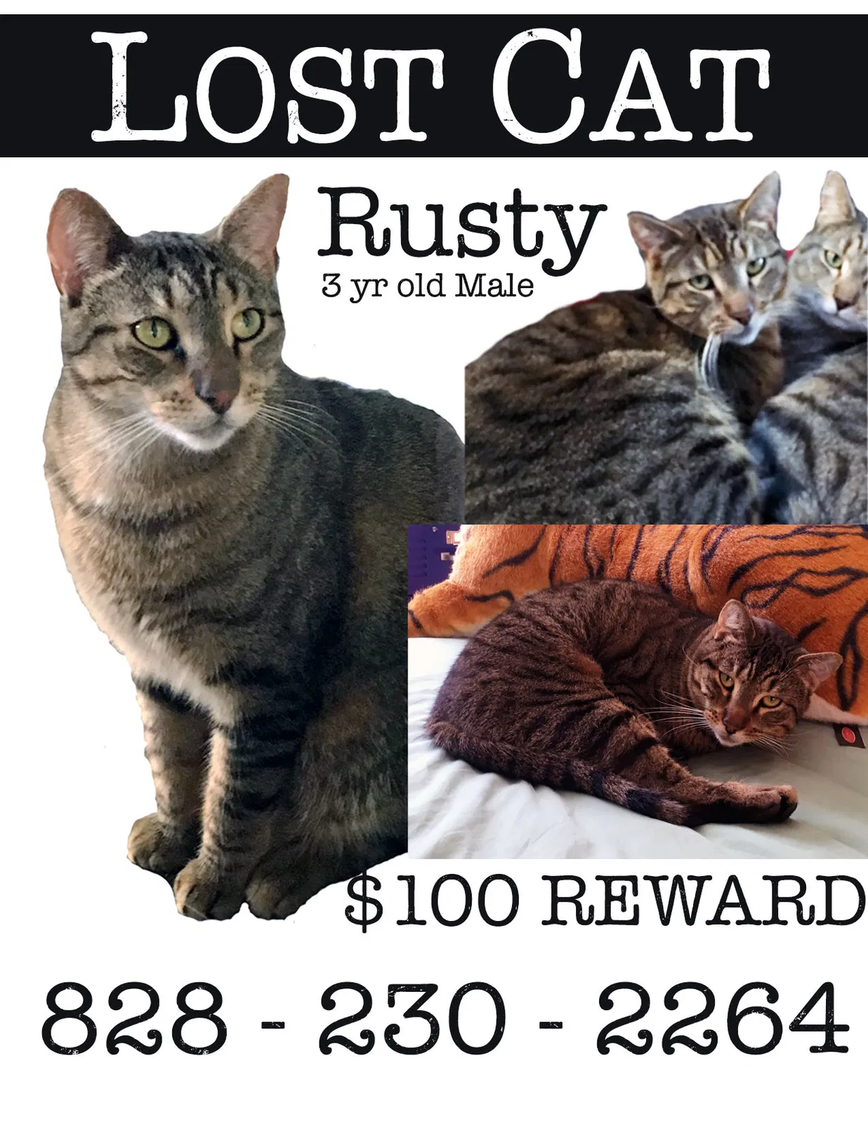 Lost cat in Greensboro, NC, 27410