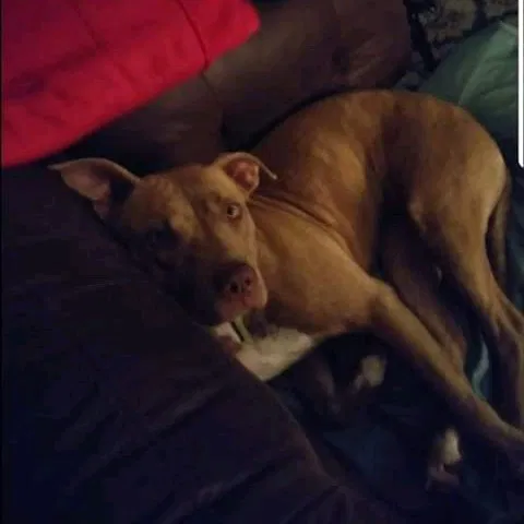 Lost dog in Lake Charles, LA, 70601