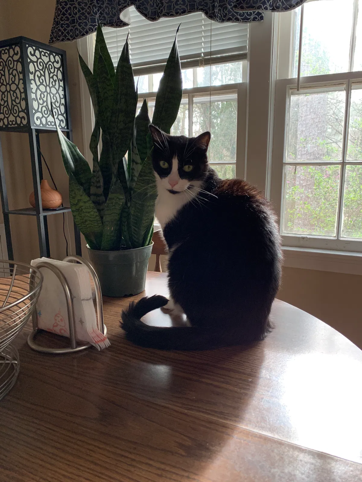 Lost cat in Marietta, GA, 30060