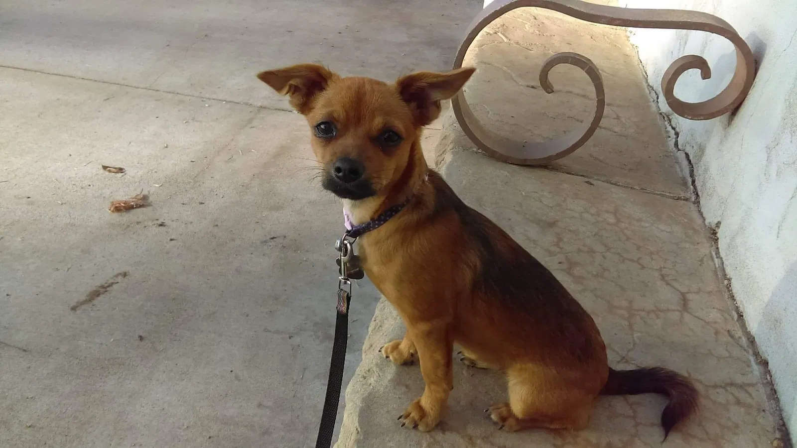 Lost dog in Santa Barbara, CA, 93101