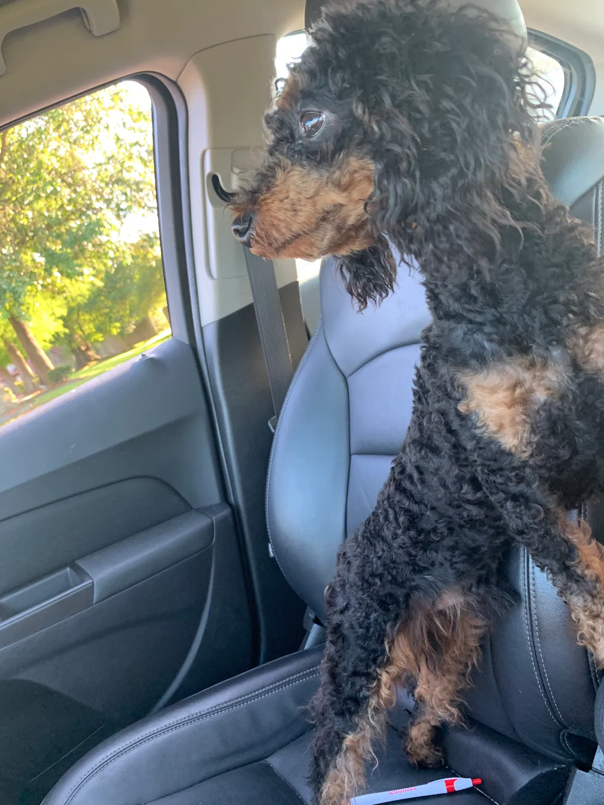 Lost dog in New Orleans, LA, 70131