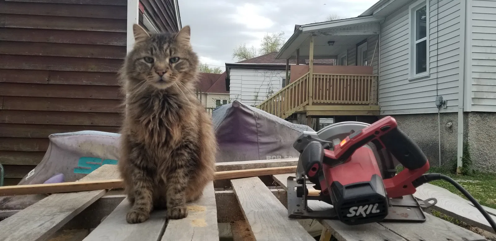 Lost cat in Alton, IL, 62002