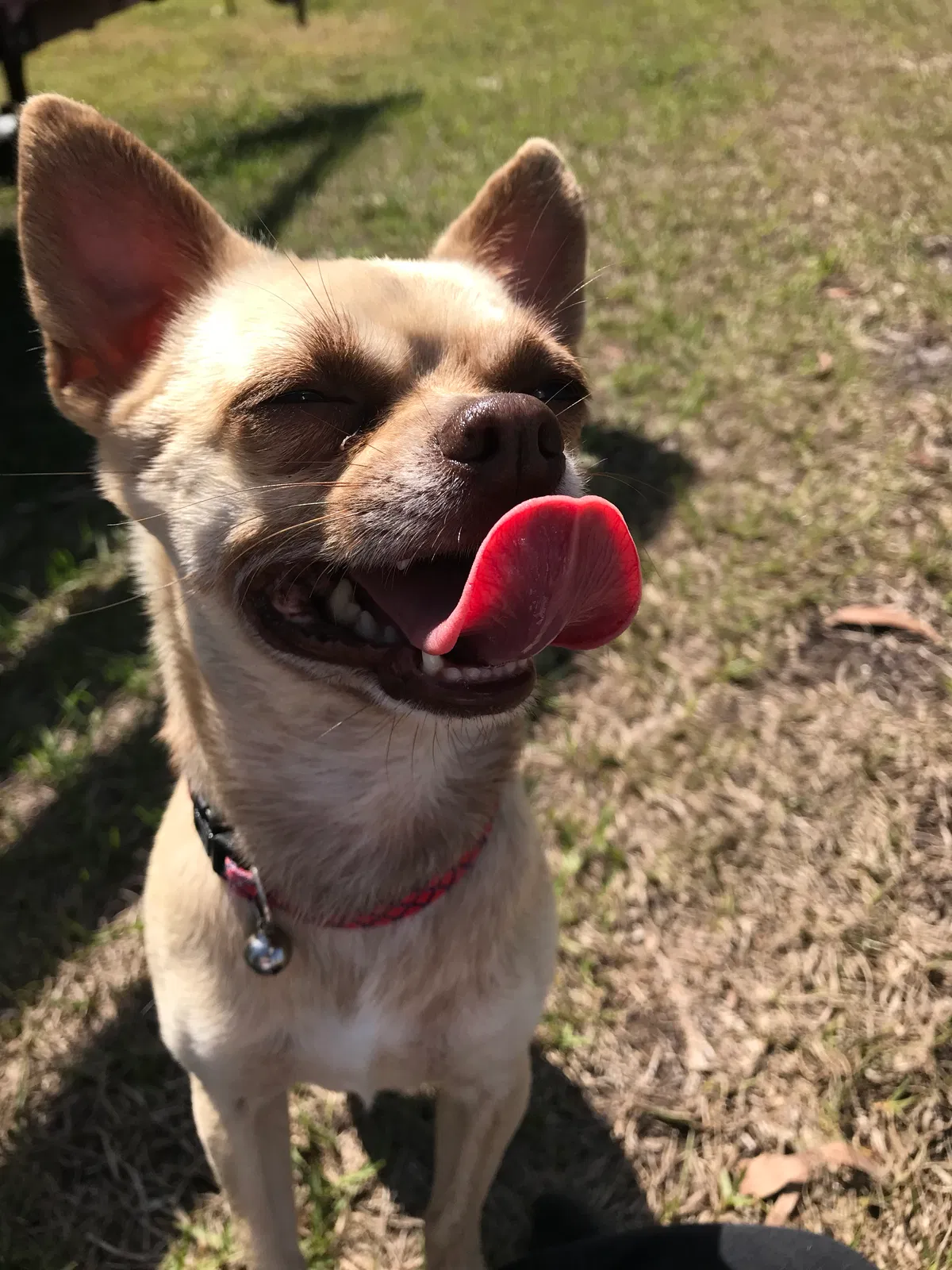 Lost dog in Cape Coral, FL, 33993