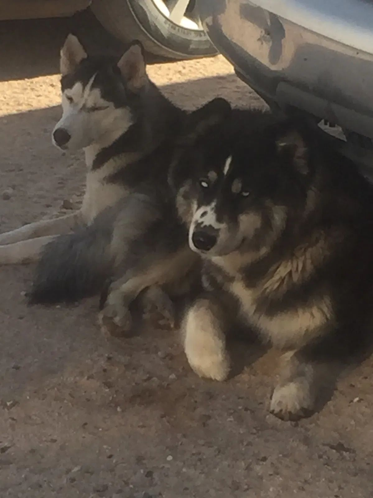 Lost dog in Tucson, AZ, 85736