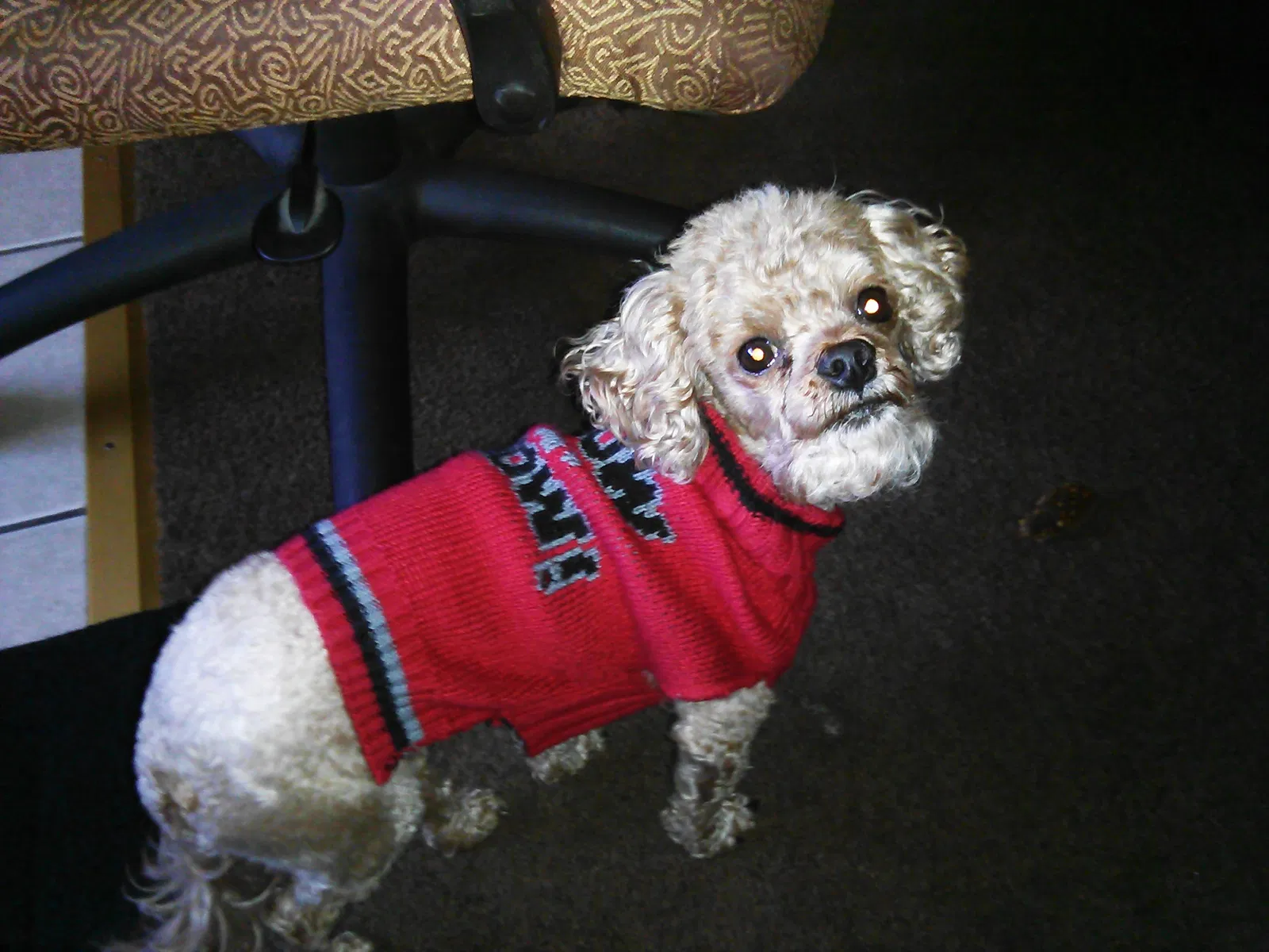Lost dog in Reno, NV, 89501