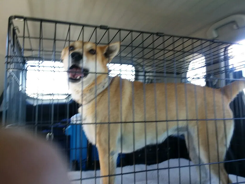 Lost dog in Colorado Springs, CO, 80922
