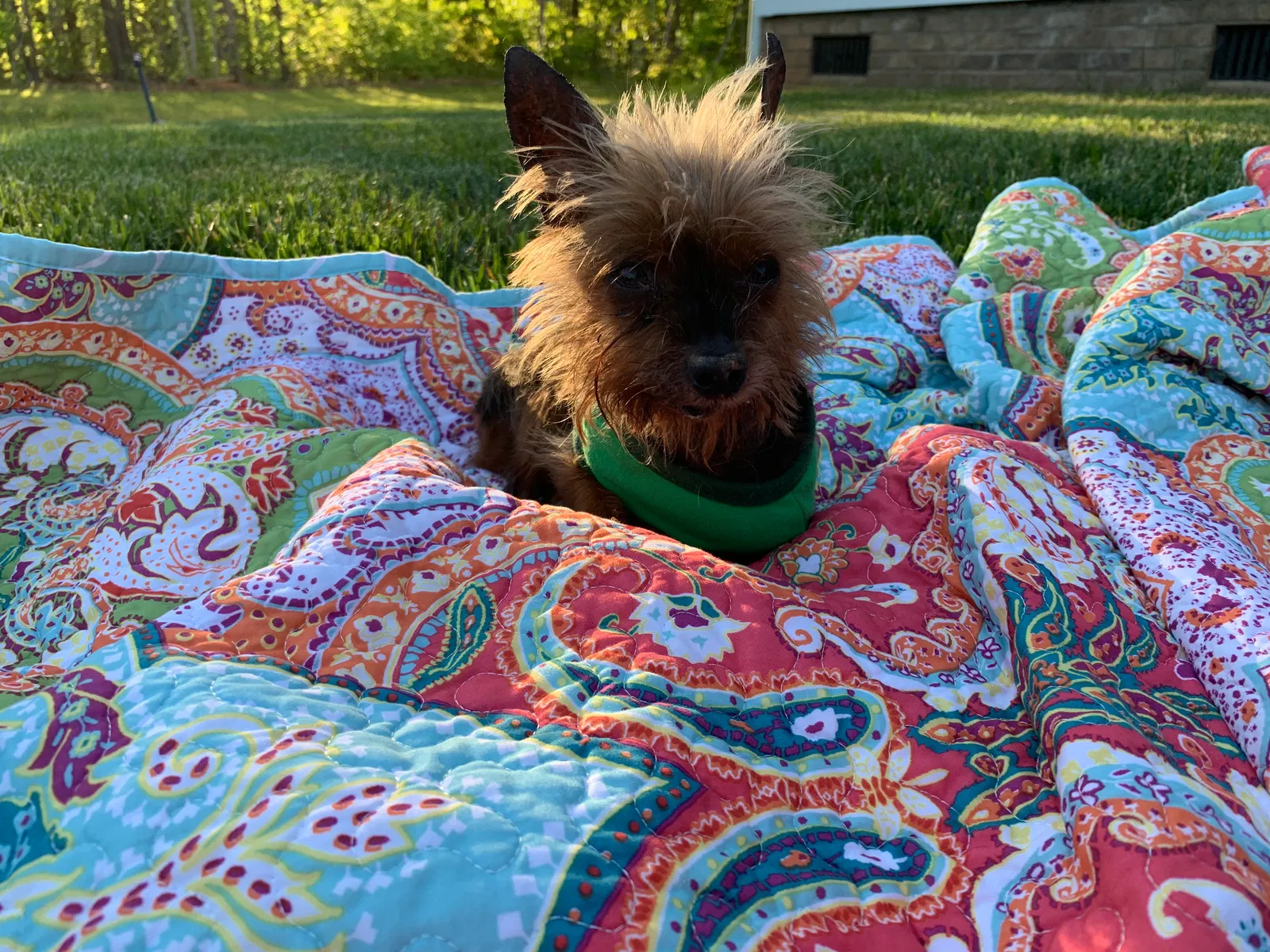 Lost dog in Iron Station, NC, 28080