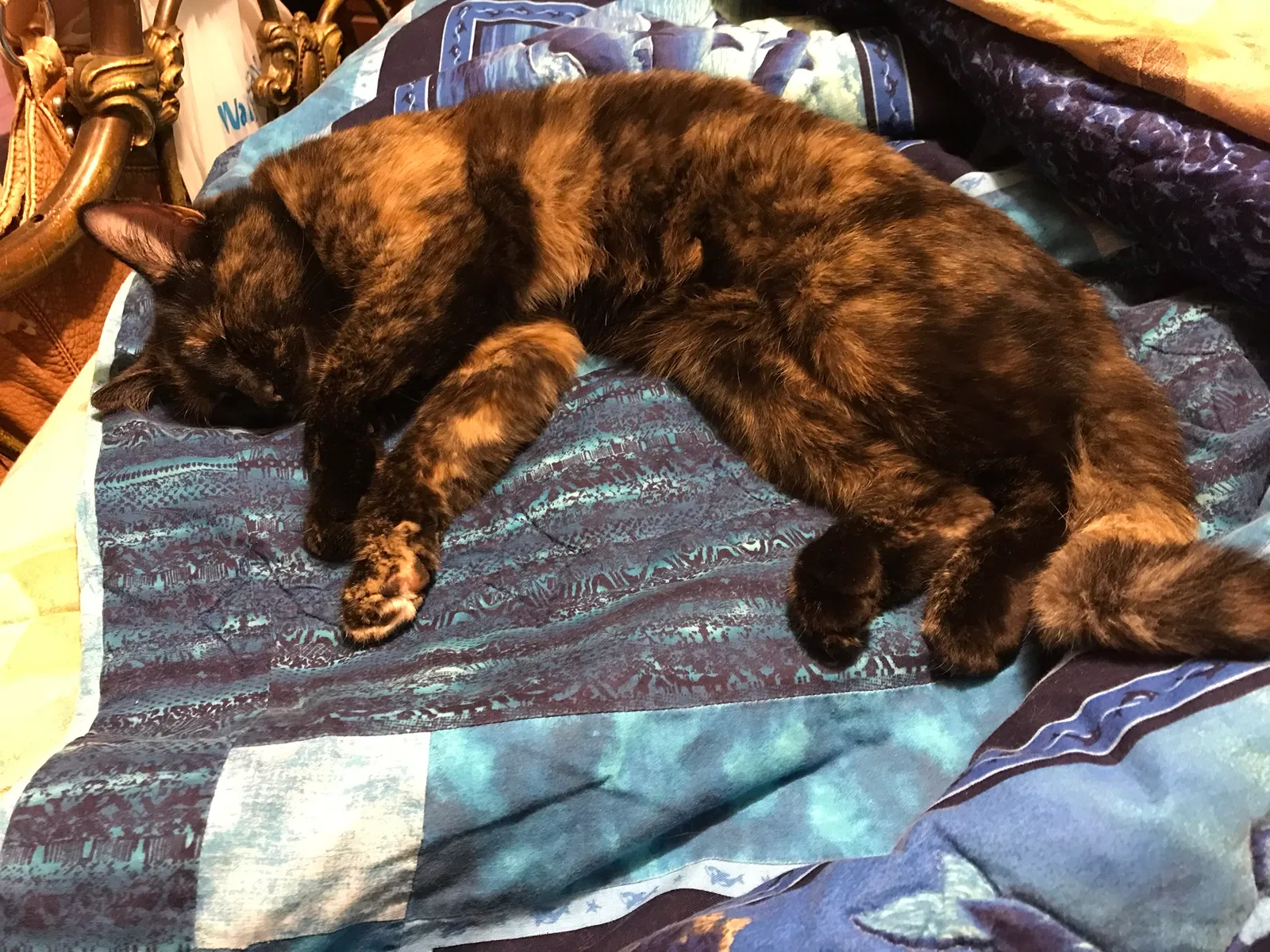 Lost cat in Rockford, IL, 61104