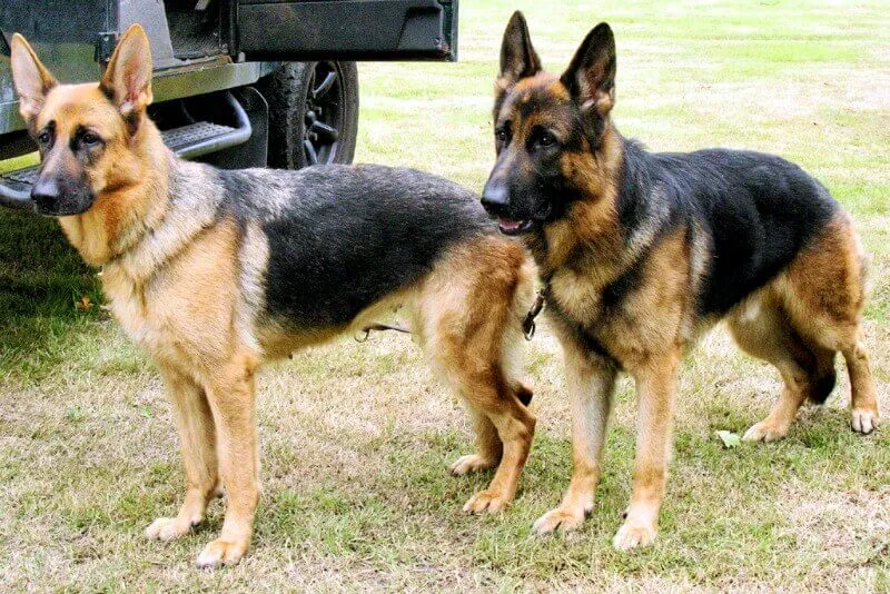 Lost dog in Greenville, SC, 29611