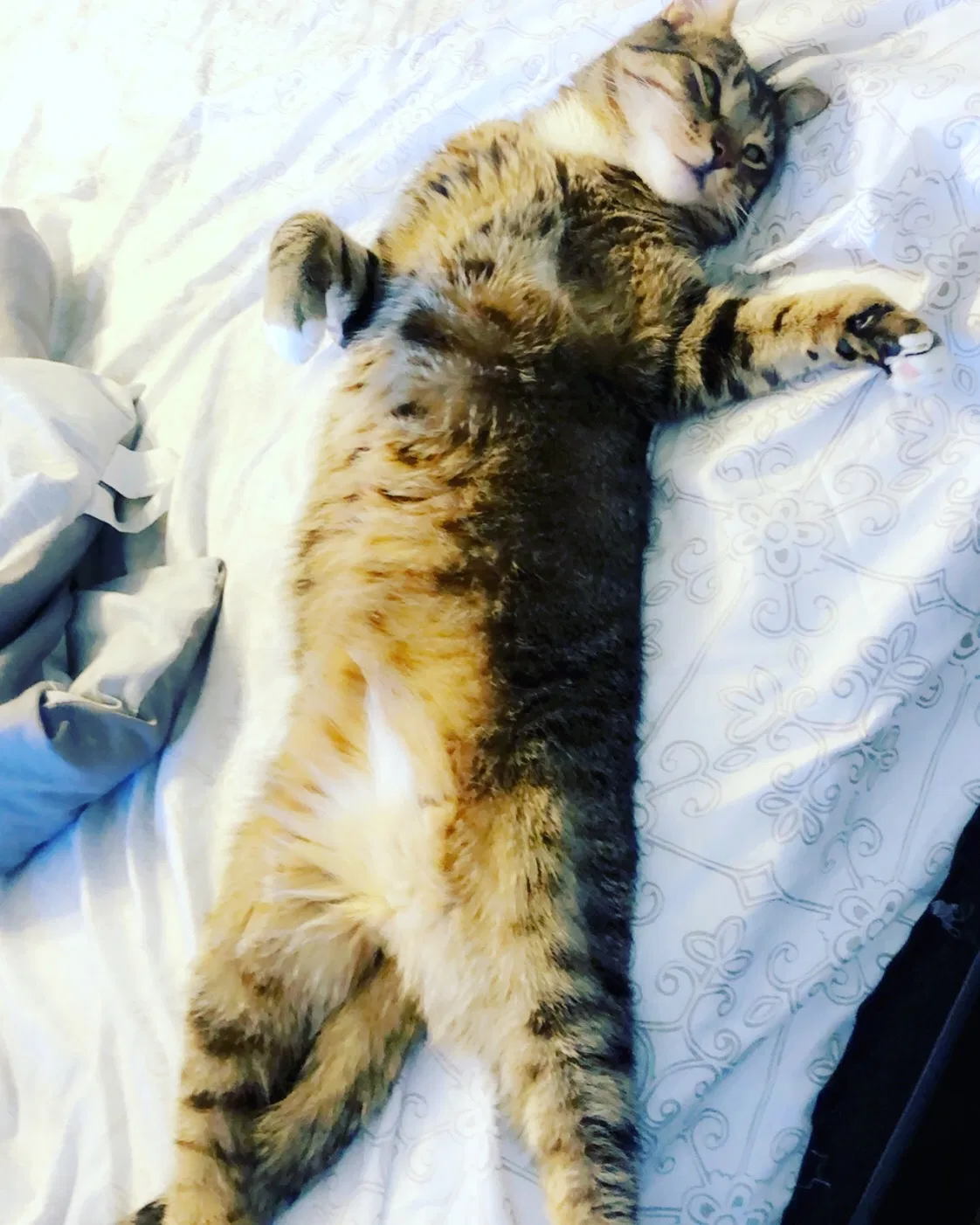 Lost cat in La Quinta, CA, 92253