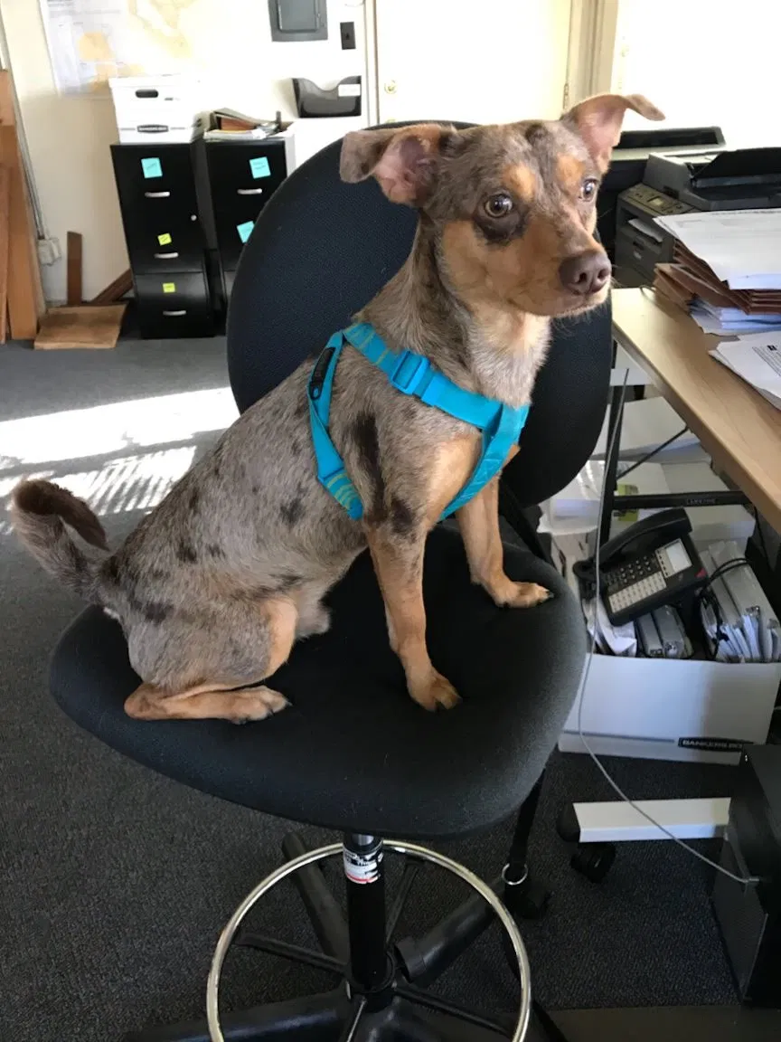 Lost dog in Oakland, CA, 94601