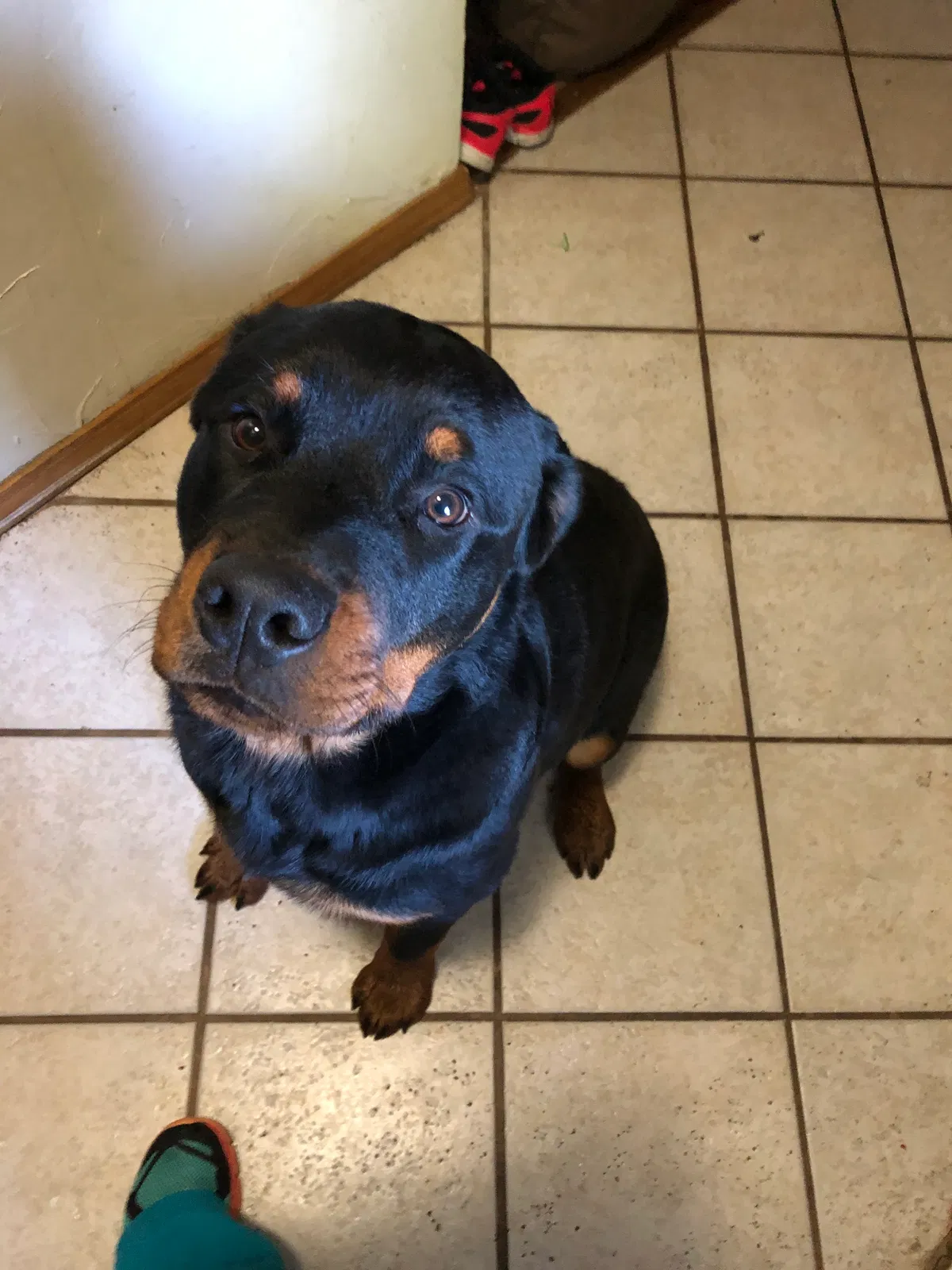 Lost dog in Oklahoma City, OK, 73159