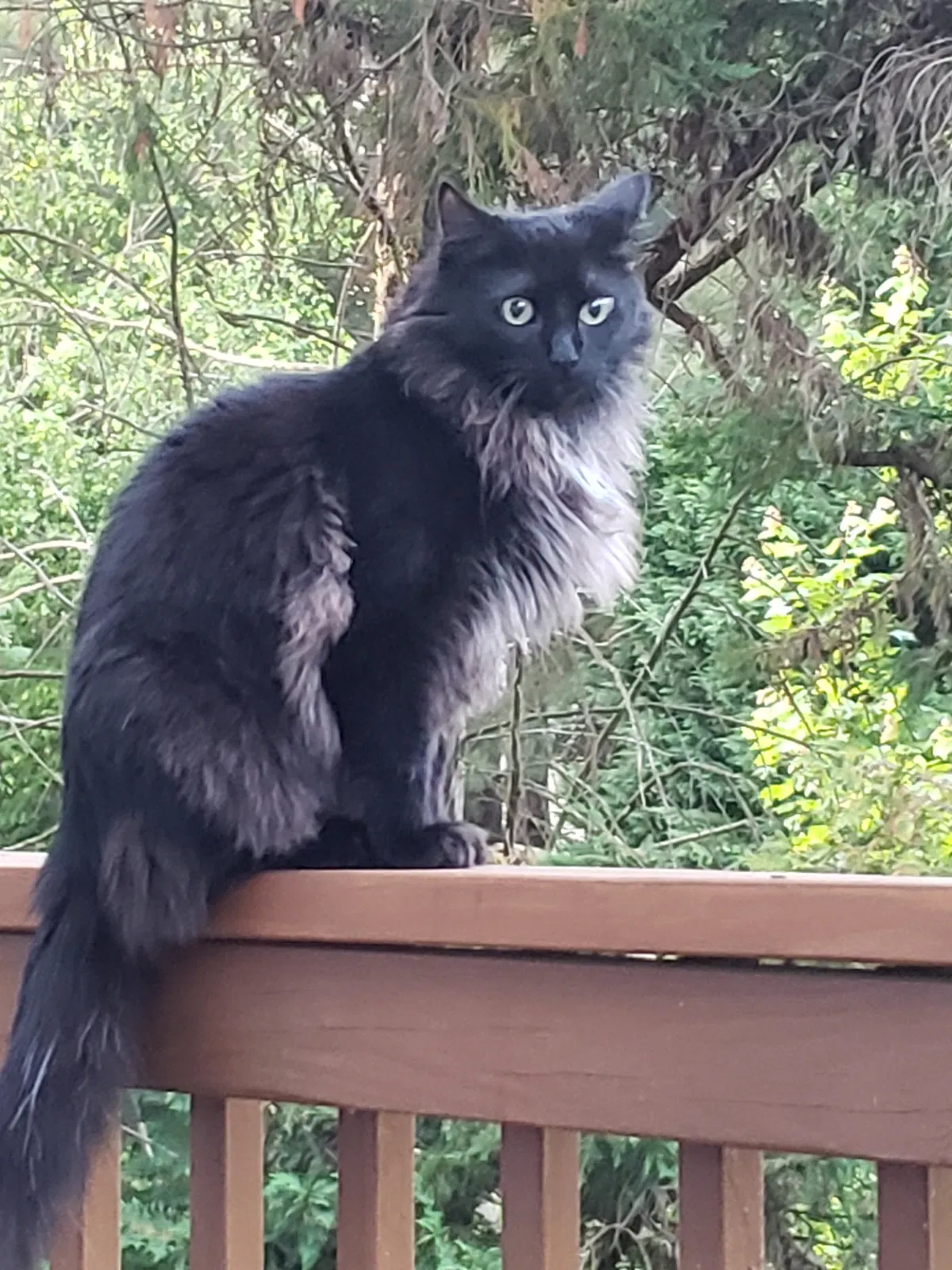Lost cat in Duluth, GA, 30096
