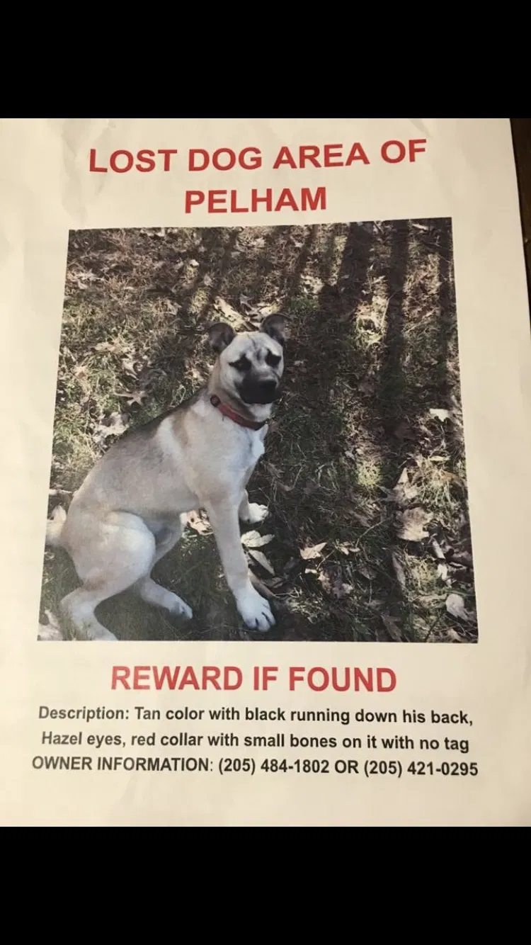 Lost dog in Pelham, AL, 35124