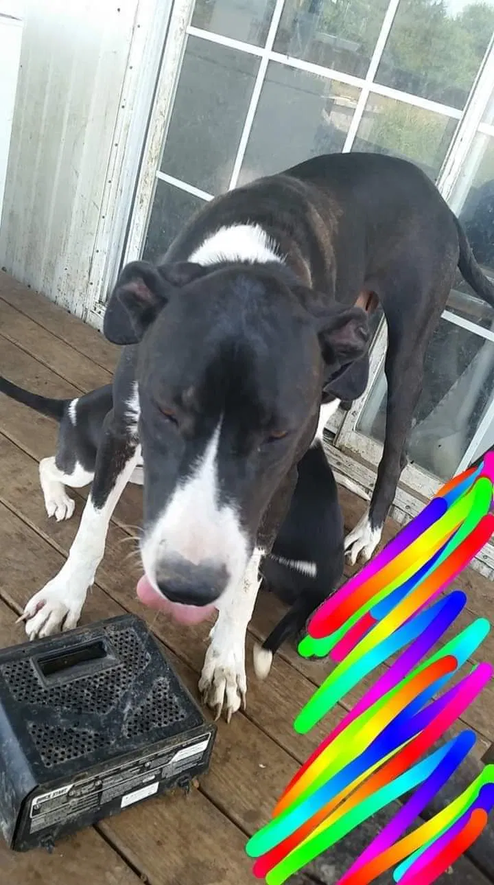 Lost dog in Chester, SC, 29706
