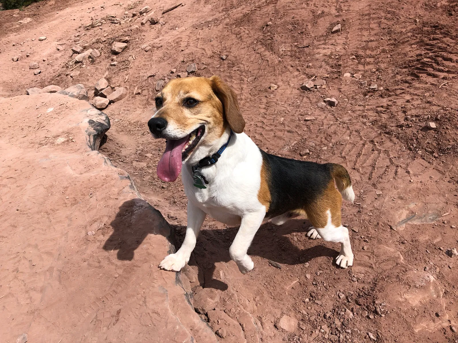 Lost dog in Cimarron, CO, 81220