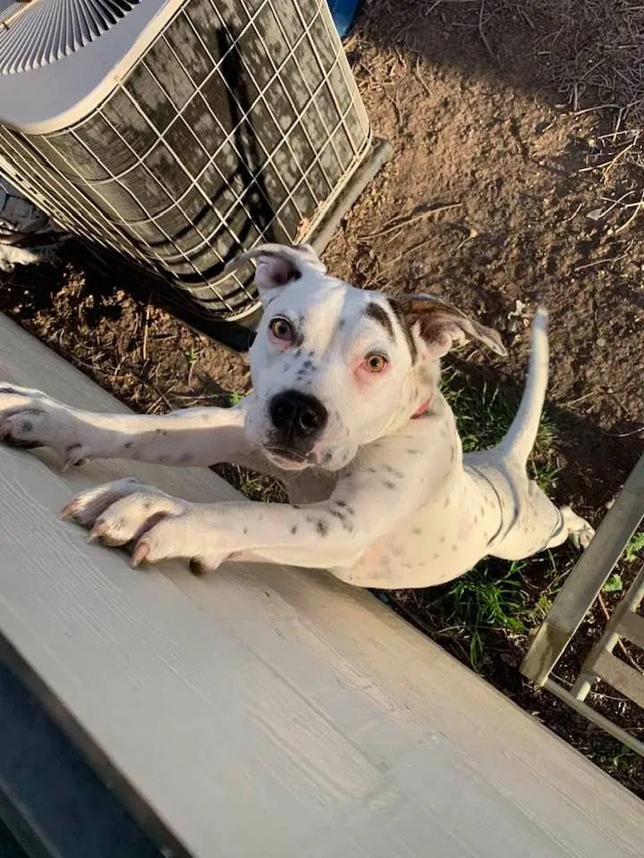 Lost dog in Amarillo, TX, 79104