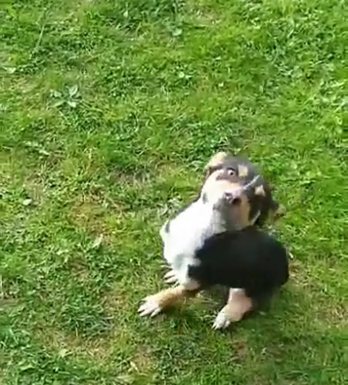 Lost dog in Fostoria, MI, 48435