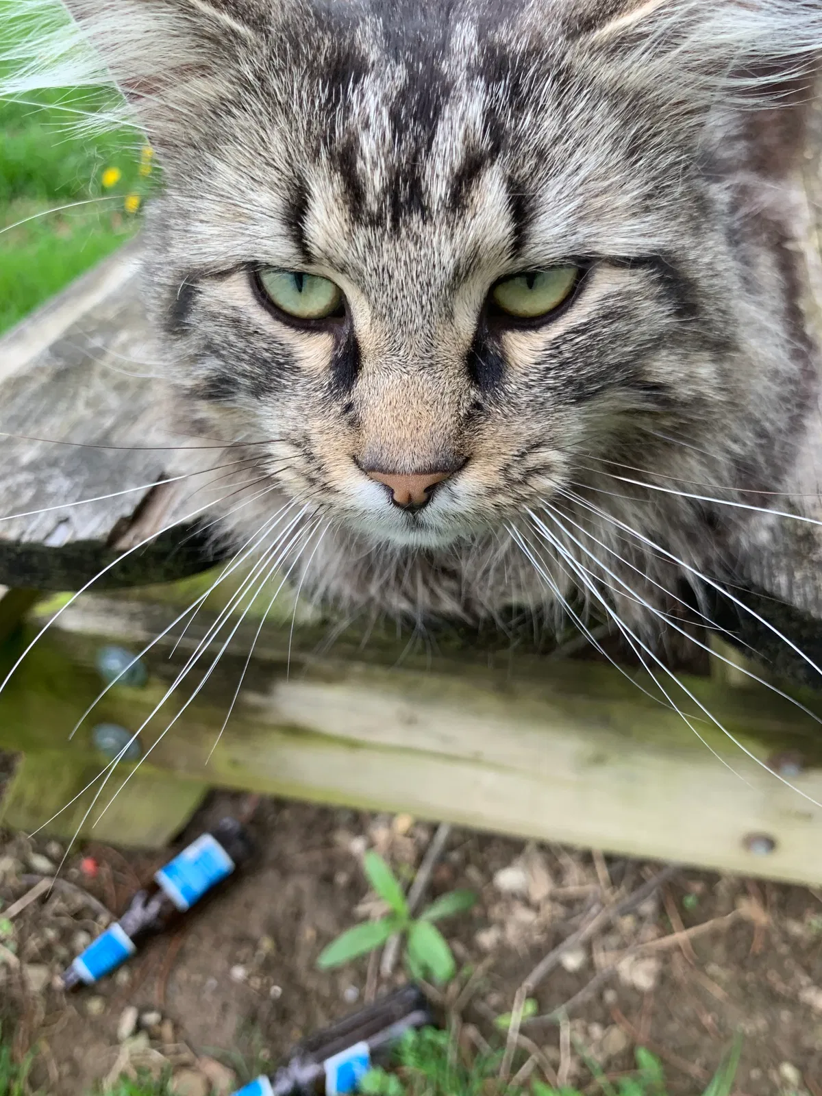 Lost cat in Port Jefferson, OH, 45360