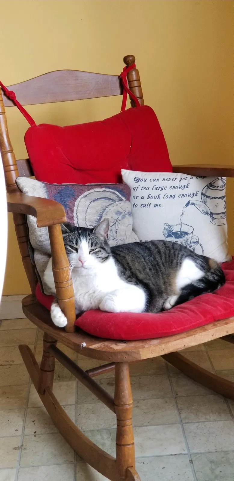 Lost cat in Knoxville, TN, 37932