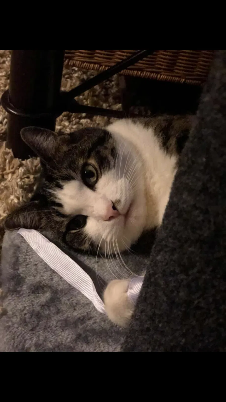 Lost cat in Newark, OH, 43055