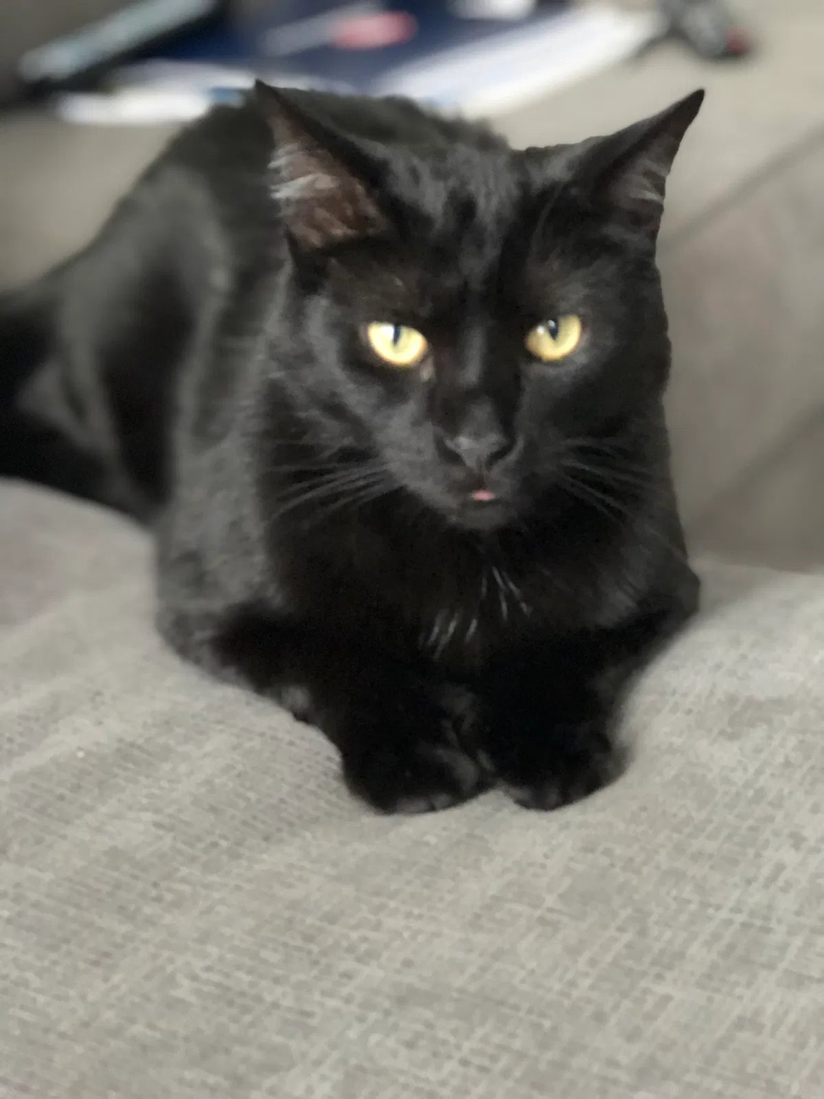 Lost cat in Springboro, OH, 45066