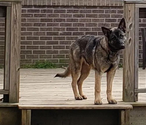 Lost dog in Toomsuba, MS, 39364