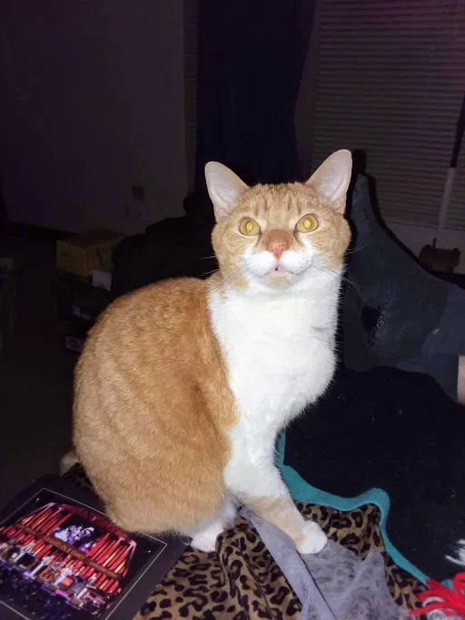 Lost cat in Waynesville, OH, 45068