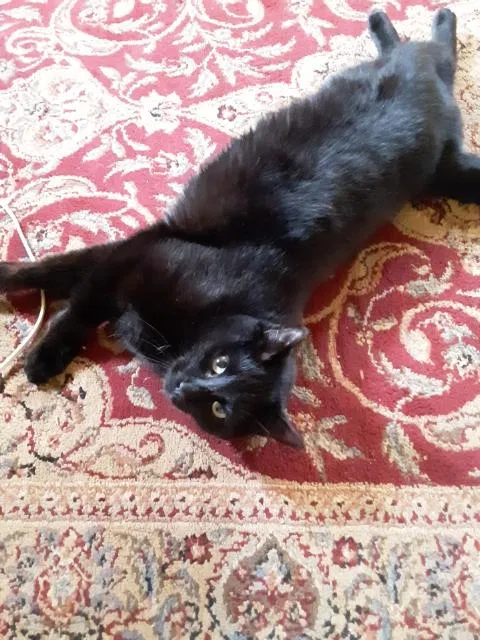 Lost cat in Hornell, NY, 14843