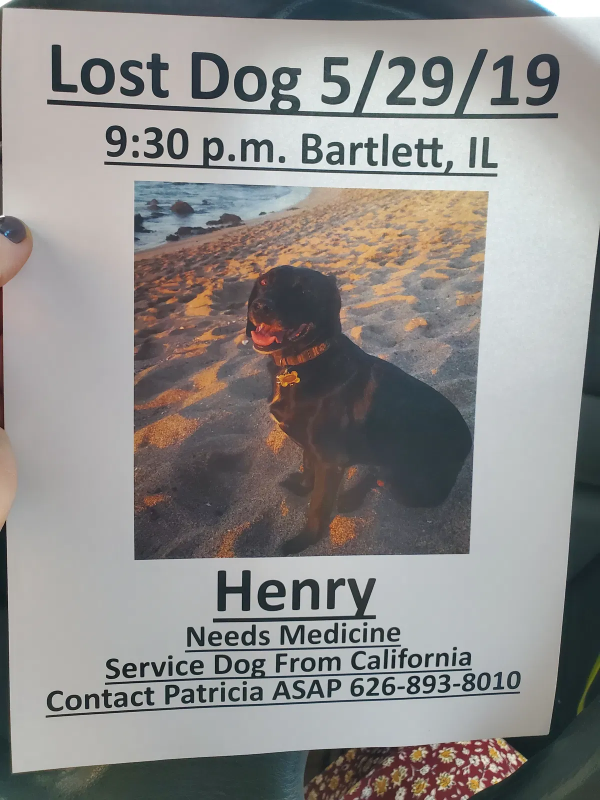 Lost dog in Hanover Park, IL, 60133