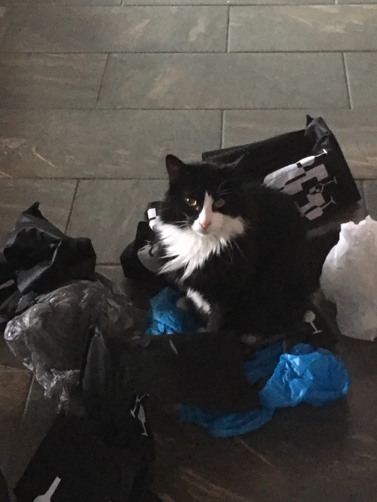 Lost cat in Tampa, FL, 33615