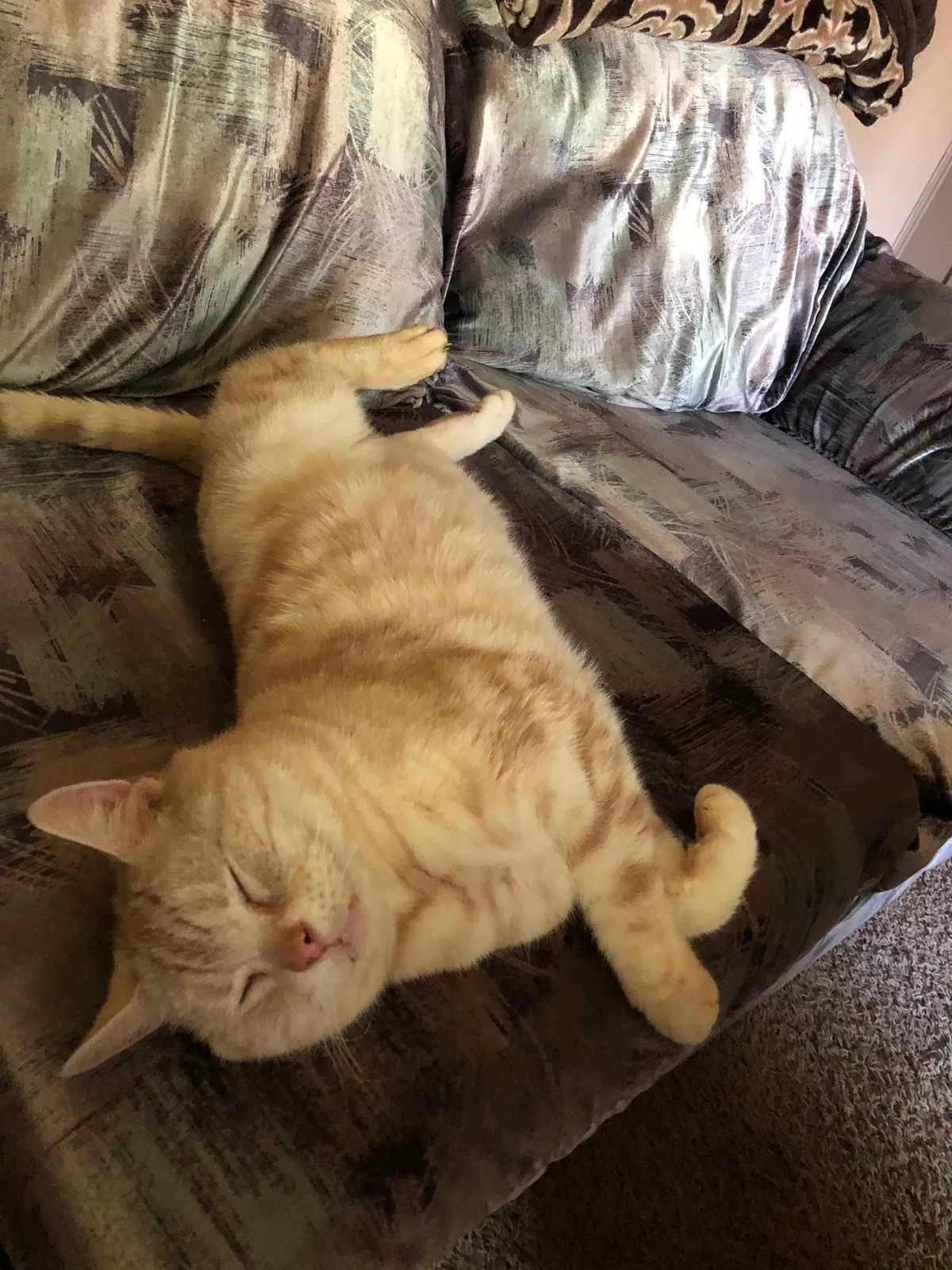 Lost cat in Graham, WA, 98338