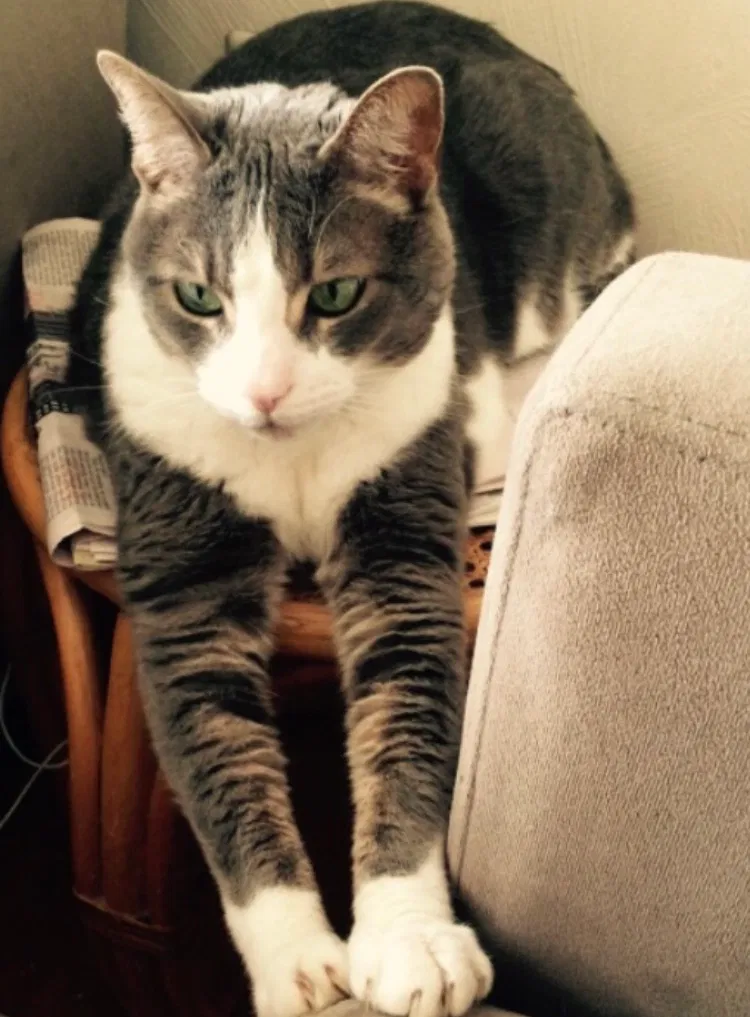 Lost cat in Verona, PA, 15147
