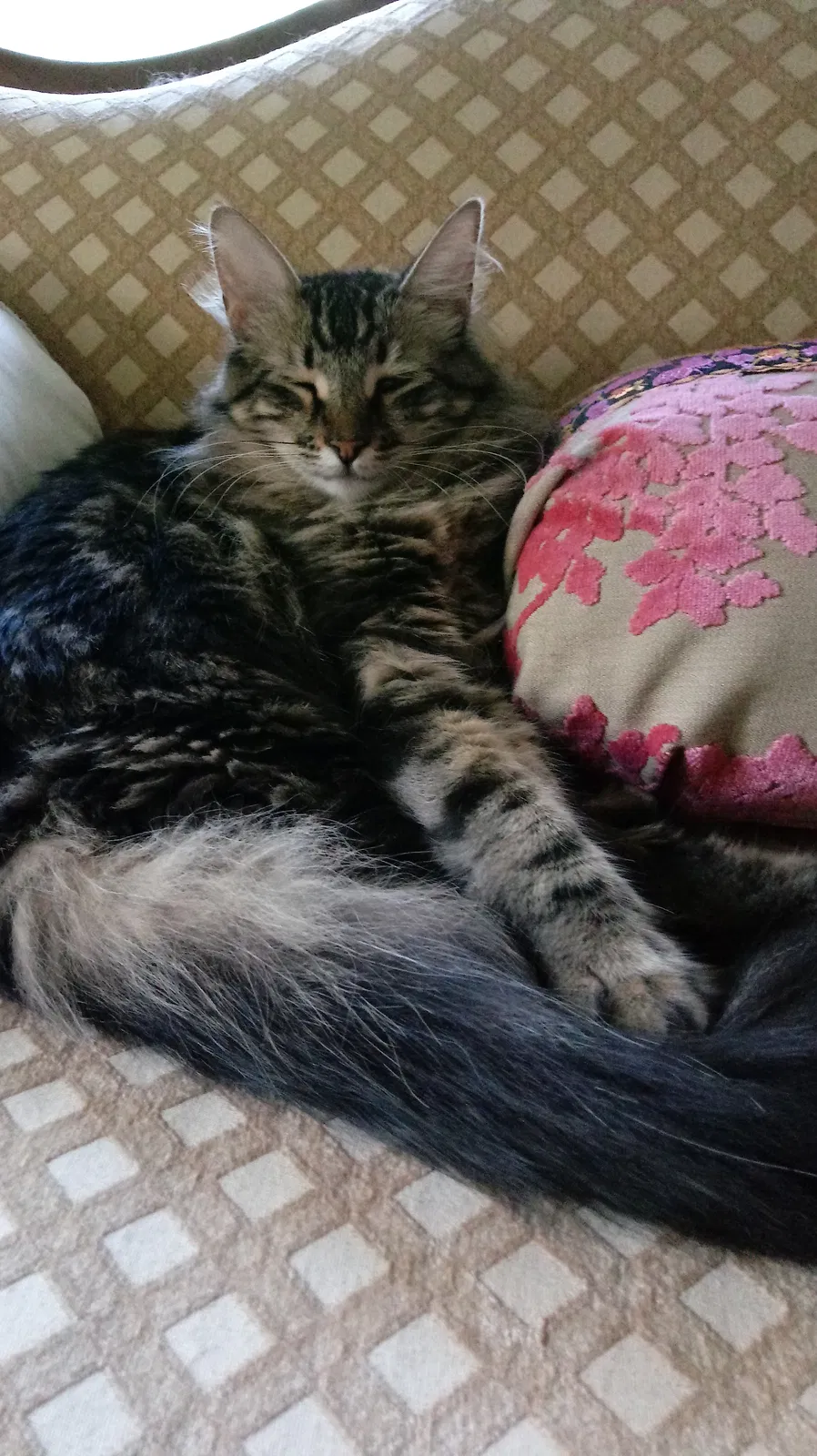 Lost cat in Bernardsville, NJ, 7924
