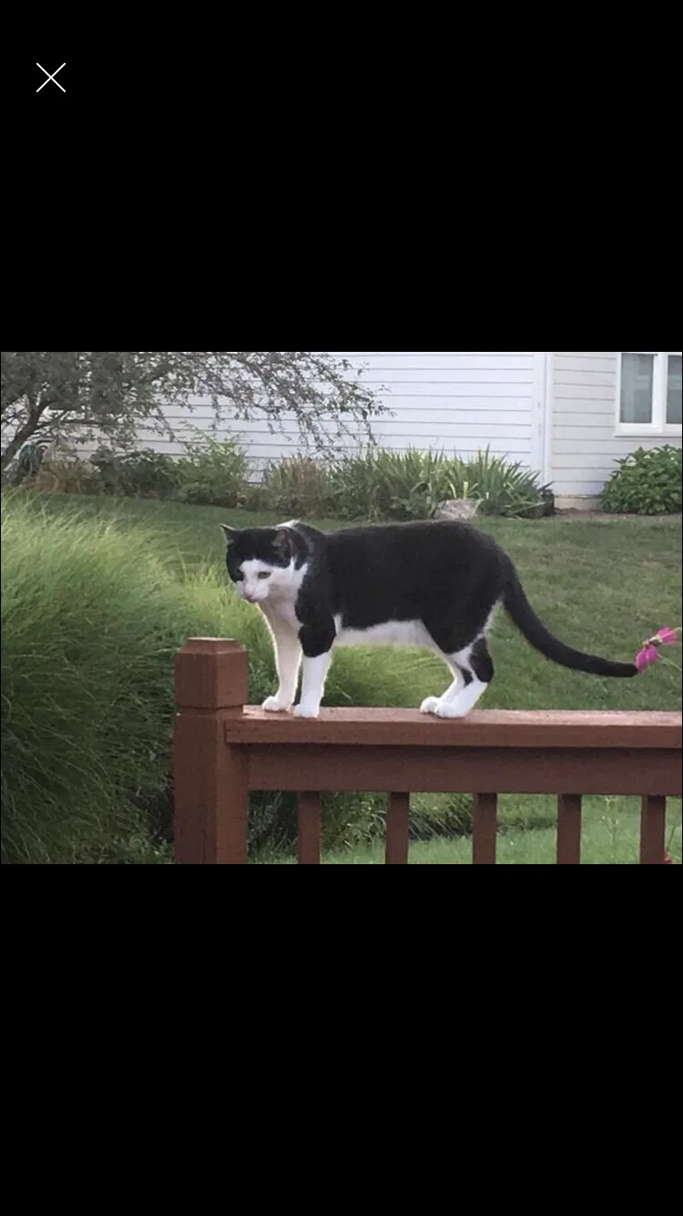 Lost cat in Carmel, IN, 46032