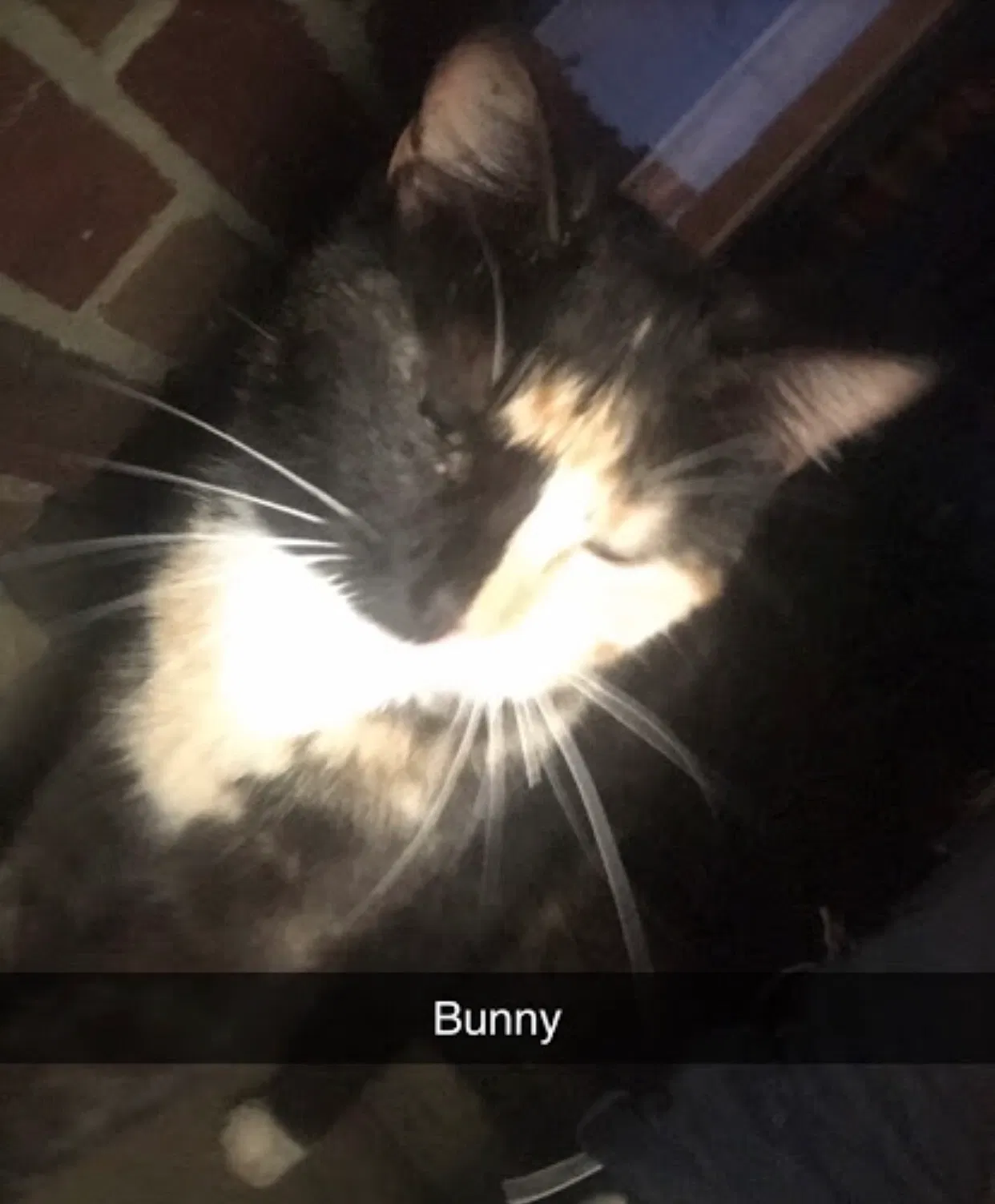 Lost cat in Mount Sterling, KY, 40353