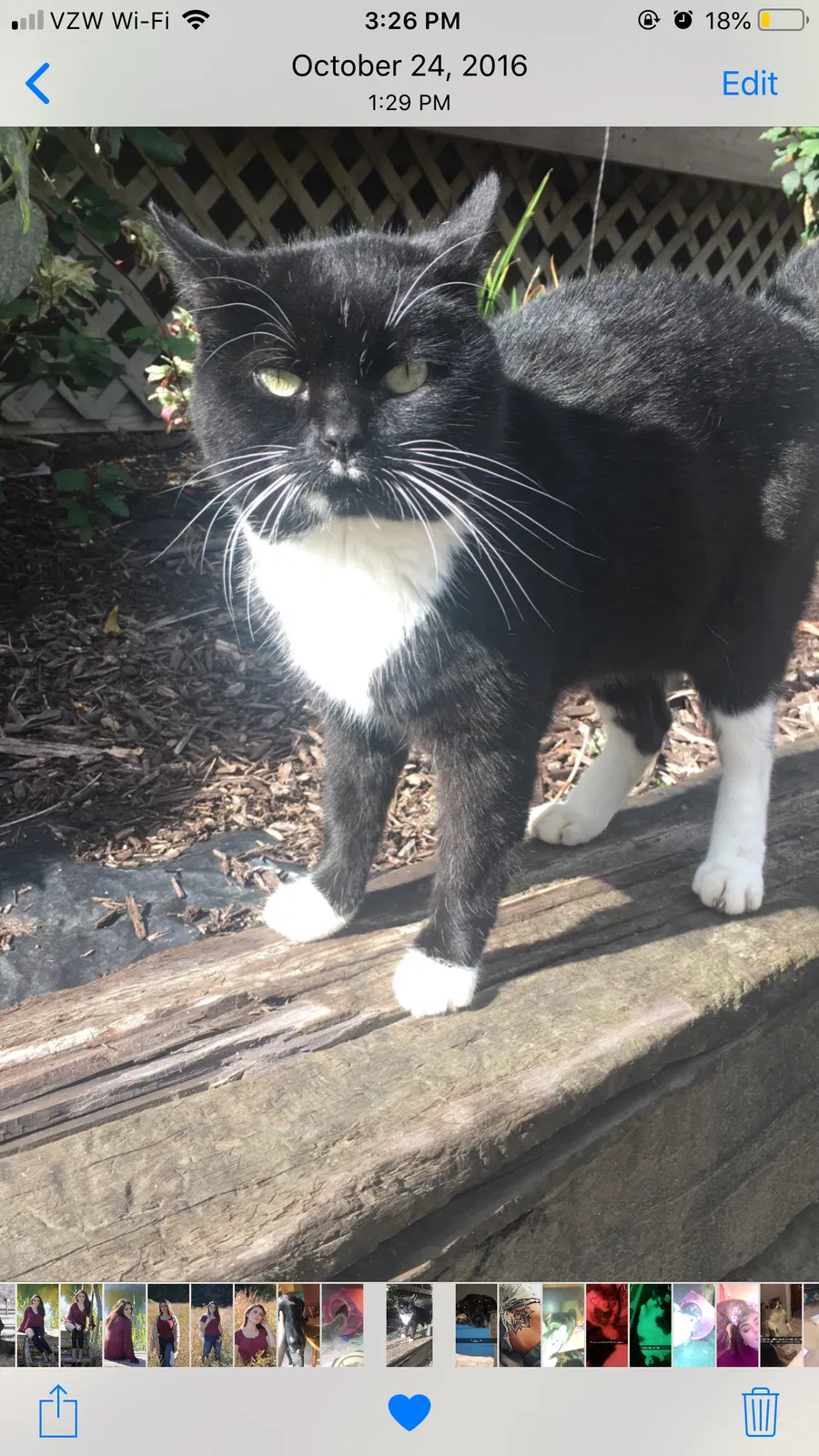 Lost cat in Jefferson, OH, 44047