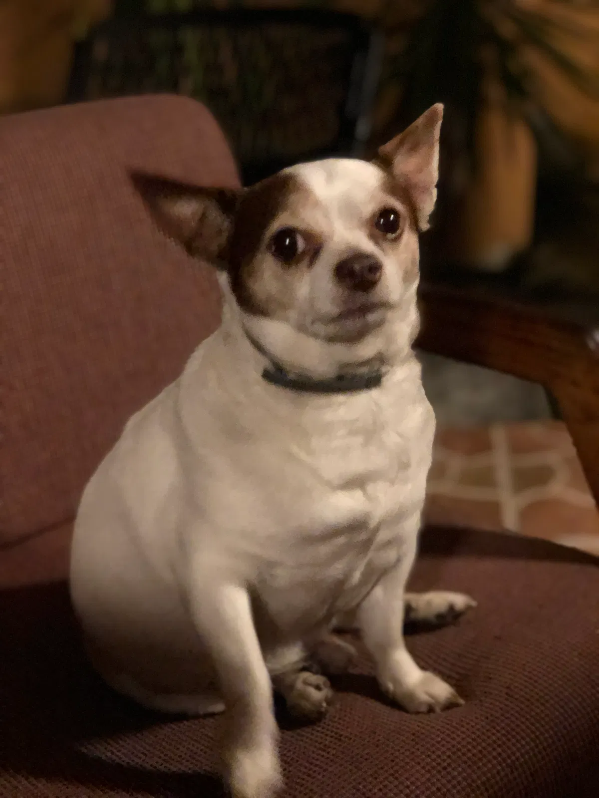 Lost dog in Hialeah, FL, 33012